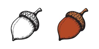 Acorn illustration isolated on white background vector