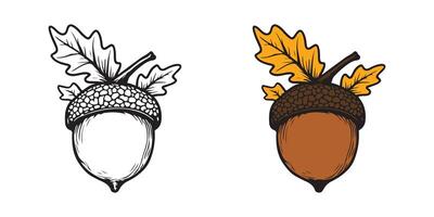Two acorns with leaves and leaves vector