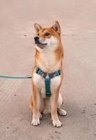 Shibu Inu dog sits on asphalt in yard, looks to the side photo