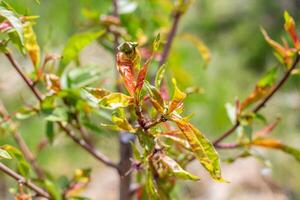 Peach tree leaf curl, young leaf curling. Tree disease and methods of prevention and treatment. photo
