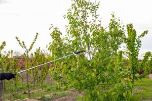 A gardener sprays fruit trees against diseases and pests using a garden sprayer on a spring day photo