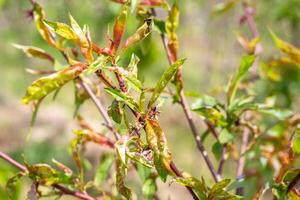 Peach tree leaf curl, young leaf curling. Tree disease and methods of prevention and treatment photo