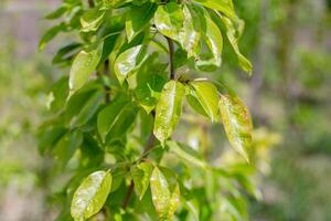 Gall mite on tree leaves. Pear leaves with small disease spots. Parasitic Tree disease and methods of prevention photo