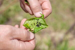 Gardener examines green cherry leaf with colony of black aphids. Spring Prevention and control of insect parasites photo