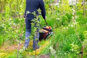 A man mows the grass in the garden with a petrol lawn mower in the spring. Using garden equipment, the convenience of removing grass photo