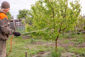 man in work clothes spraying trees in the garden with a pump sprayer. Disease prevention and.pest control on plants photo