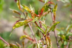 Peach tree leaf curl, young leaf curling. Tree disease and methods of prevention photo