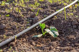 a sprout of a zucchini grows in a bed with a drip irrigation pipe with dripping water. Watering vegetables in the garden photo