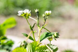 Colony of black aphids and ants on the stems of flowering strawberries. Prevention and control of insect parasites. photo
