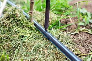 A gardener installs a drip irrigation system in a garden by melting a HDPE pipe with a hole punch to install adjustable water drippers photo