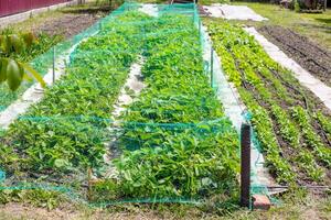 A country vegetable garden with a long bed of strawberries under a stretched net from birds and a bed of vegetable greens photo
