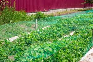 bed of strawberries under a stretched net from birds in the garden in summer. Protection of the crop from birds. photo