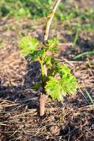 Grapevine seedling with green, blistered diseased leaves. Grapevine affected by felt spider mite photo