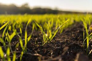Lush green blades of grass emerge from the rich, dark soil, illuminated by the gentle sunlight of dawn, creating a serene atmosphere photo