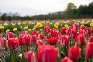 A colorful tulip field showcases vibrant red and yellow blooms under a cloudy sky on a spring afternoon, creating a tranquil atmosphere photo