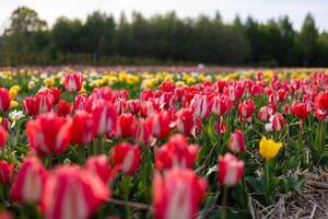 Vibrant tulips in various colors blanket the field, attracting visitors during a sunny spring day, creating a picturesque atmosphere photo