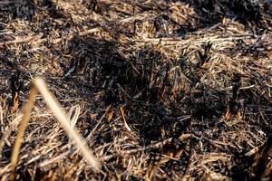 Charred remains of grass and soil illustrate the damage caused by a recent wildfire in a forested region under bright sunlight photo