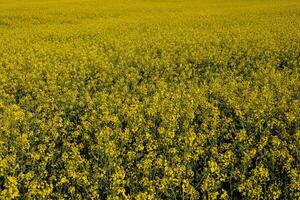 Golden fields of rapeseed flowers showcase nature's beauty, signaling the arrival of spring and thriving agricultural practices photo