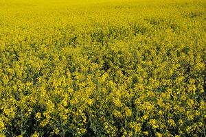 A vast field is covered in vibrant yellow rapeseed flowers, illustrating agricultural growth in a serene natural setting under clear skies photo