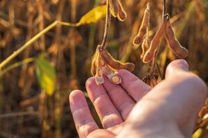 A hand gently holds soybean pods in a golden field at sunset, capturing the essence of a bountiful harvest season photo