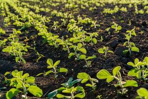 Rows of vibrant green plants flourish on dark soil, illuminated by warm morning sunlight in a serene farm landscape photo