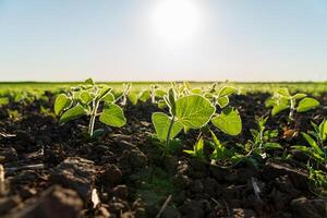 Green seedlings are sprouting in rich soil illuminated by the sun, showcasing new growth on a warm, clear day photo