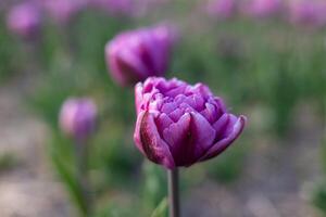Vibrant purple tulips are in full bloom in a garden, showcasing their rich colors and intricate petal textures during springtime photo