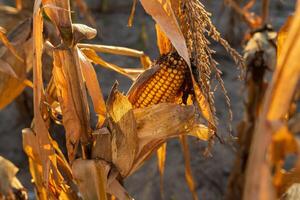 Corn plants display ripe ears in a field as the warm glow of sunset illuminates the harvest, revealing the beauty of agriculture photo