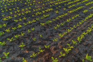 Rows of vibrant young plants stretch across a dark soil field, illuminated by the warm light of early morning, indicating a seasonal growth period photo
