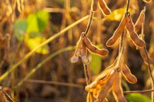 Soybean pods hang from plants under soft golden light, showcasing growth in a thriving farm environment during late afternoon photo