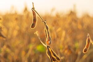 Soybean sprout clusters ripening in warm golden light during late afternoon on a flourishing plantation in a rural area photo