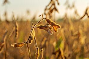 Soybean plants display their pods filled with seeds, thriving in a sun-kissed field during the late afternoon harvest time photo