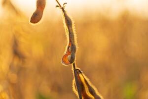 In a vibrant field, soybean plants display ripened pods filled with seeds, illuminated by the warm glow of the setting sun photo