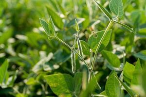Green soybean plants showcase fresh growth with sprouts developing on healthy stems in a thriving agricultural field during daytime photo