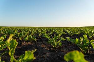 Rows of sugar beet seedlings thrive in a fertile field, with clear skies overhead signaling the start of the growing season photo