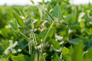 Healthy soybean sprouts stand tall among vibrant green foliage, showcasing robust growth in a plantation setting during daylight hours photo