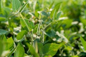 Soybean plants are thriving with green leaves and emerging pods in a vibrant plantation showcasing their growth process photo