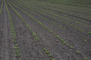 Young maize plants emerge from the earth in straight rows, signifying the beginning of a new growing season in a rural setting photo
