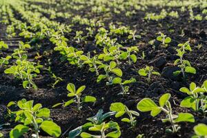 Rows of vibrant young soybean sprouts emerge from rich dark soil, basking in sunlight during early spring photo