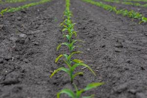 Corn seedlings are growing in neat rows on a rural farm under clear, sunny skies, signifying the arrival of spring planting season photo