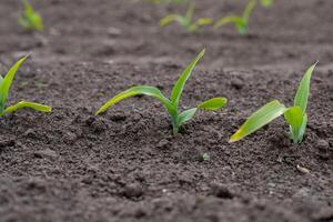 Freshly sprouted corn plants are breaking through the dark soil, showcasing vibrant green leaves in a rural setting at dawn photo