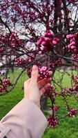 POV shot. person gently touches blooming bud all attention drawn to soft contact touch defines emotional connection touch invites viewer into spring detail touch creates mindful composition. video