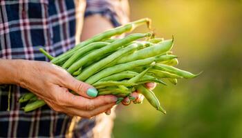 A farmers hands holding a bundle of green beans freshly harvested, emphasizing the authenticity and effort behind the farm-to-table experience. photo