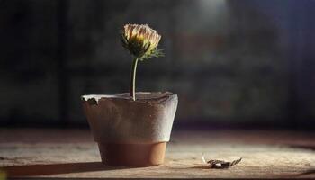 Single dried flower in a broken and torn pot on a wooden surface. Dark, moody lighting with a spotlight on the flower. A still life depicting fragility and the remnants of life. photo