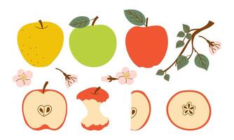 Whole apple and bitten red apple fruit icon . Red apples fruit icon set isolated on a white background . Hand drawn set of branch flower and various type of apple fruit . vector