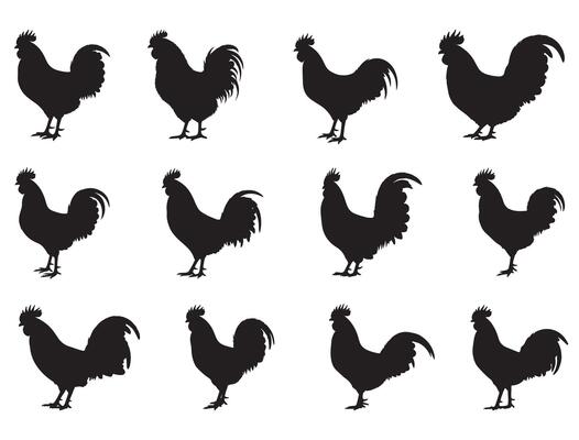 Roosters silhouette on white background