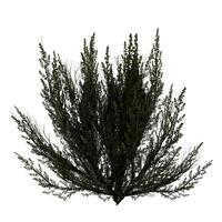 A bush with green leaves on a solid white background photo