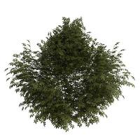 A tree is shown in the middle of a white background photo