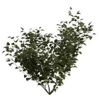A green bush with leaves on it photo