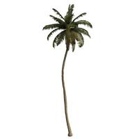 A tall palm tree is shown on a white background photo